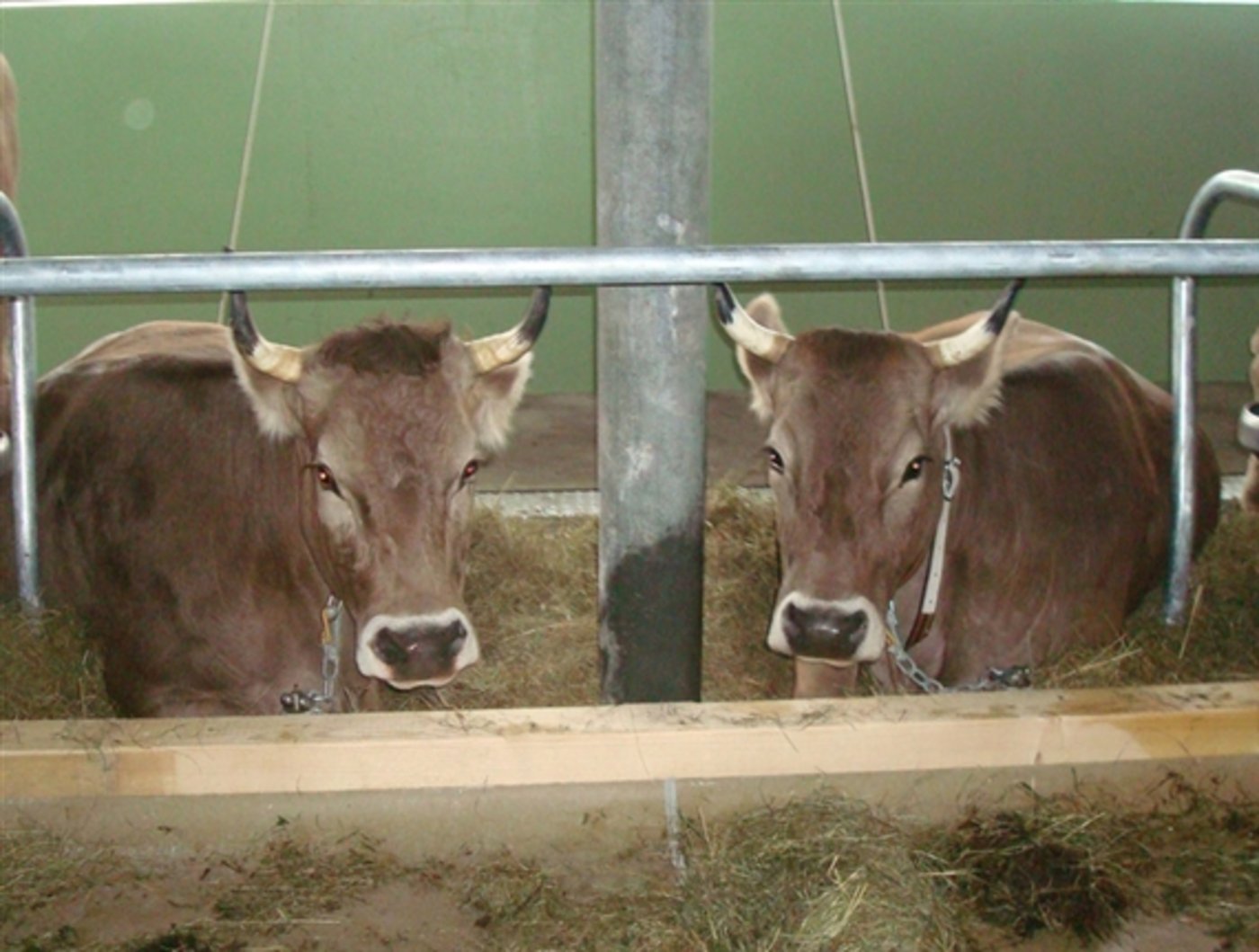 Die Anbindehaltung bleibt in Österreich erlaubt. (Symbolbild Priska Gwerder/landwirtschaft.ch) 