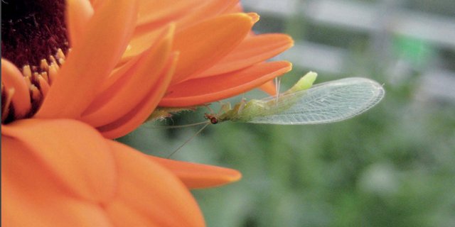 Der Leitfaden beschreibt die Voraussetzungen und Methoden für einen erfolgreichen biologischen Pflanzenschutz im Zierpflanzenbau. (Bild FiBL)