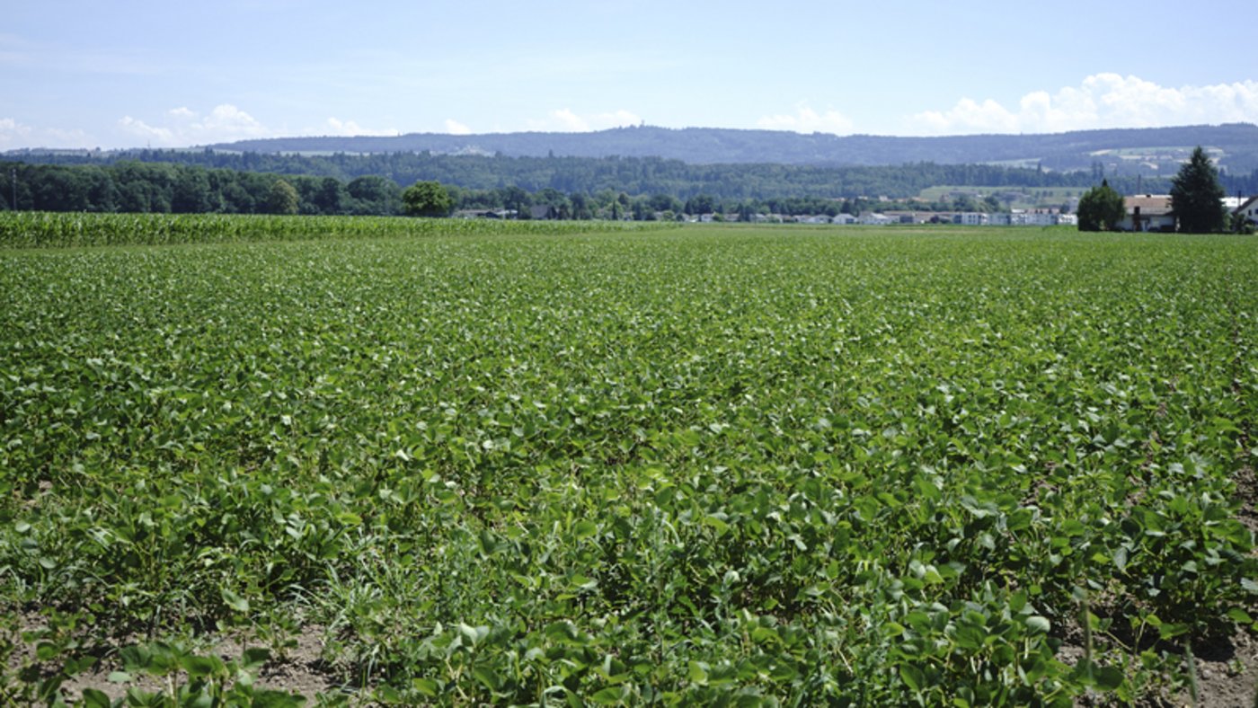 Derzeit wird das Soja als Tierfutter vermarktet. 