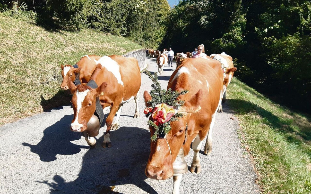 Bis nach Ollon VD auf den heimatlichen Hof marschierten Kühe, Bauernfamilie und Helfer(innen) über drei Stunden. 