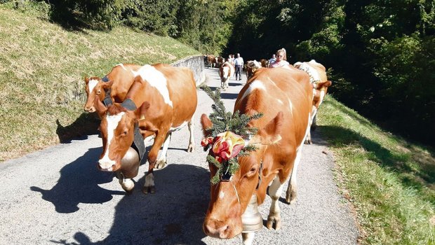 Bis nach Ollon VD auf den heimatlichen Hof marschierten Kühe, Bauernfamilie und Helfer(innen) über drei Stunden. 