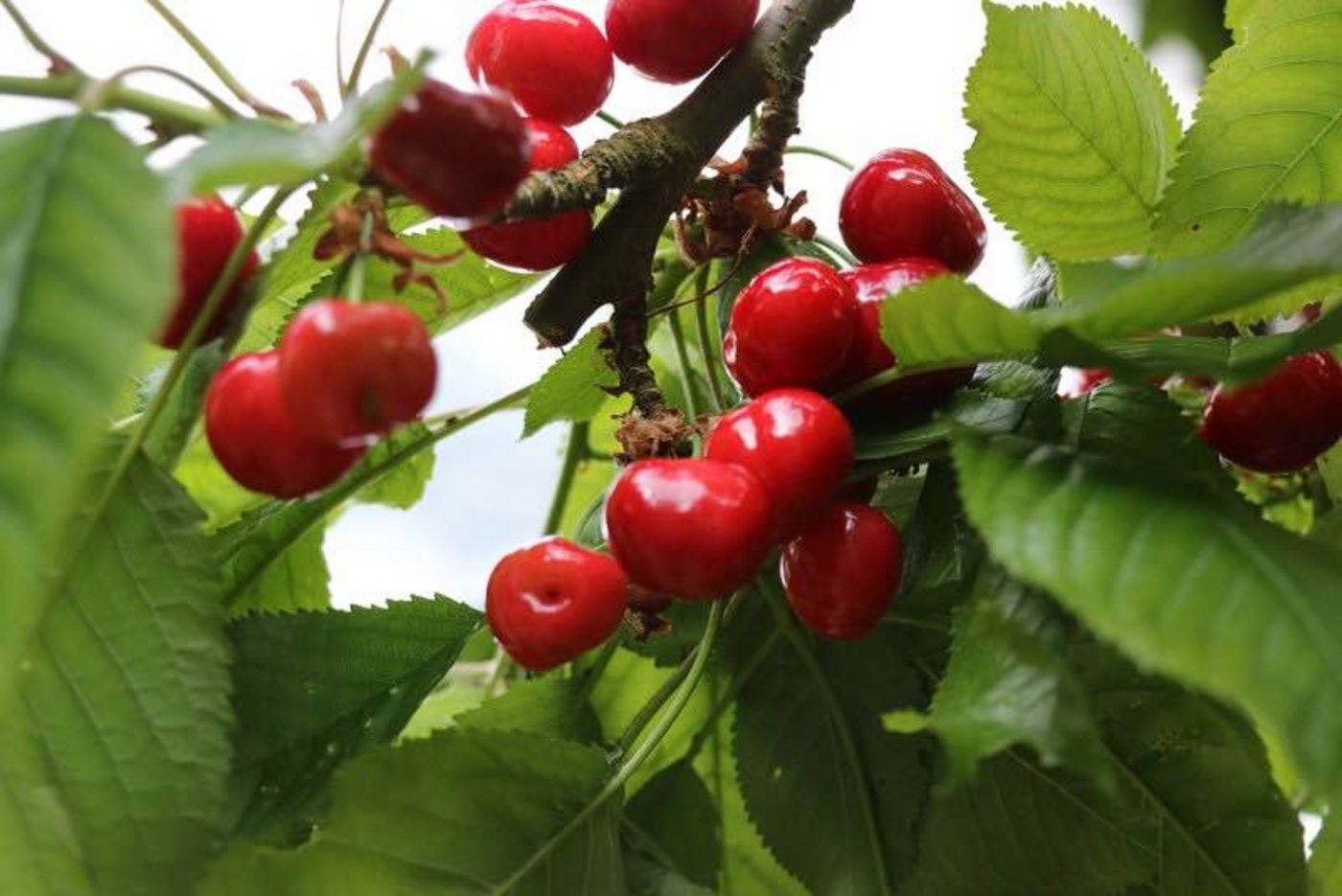 An Bedeutung gewonnen bei den Spezialkulturen hat das Steinobst. (Bild BauZ)