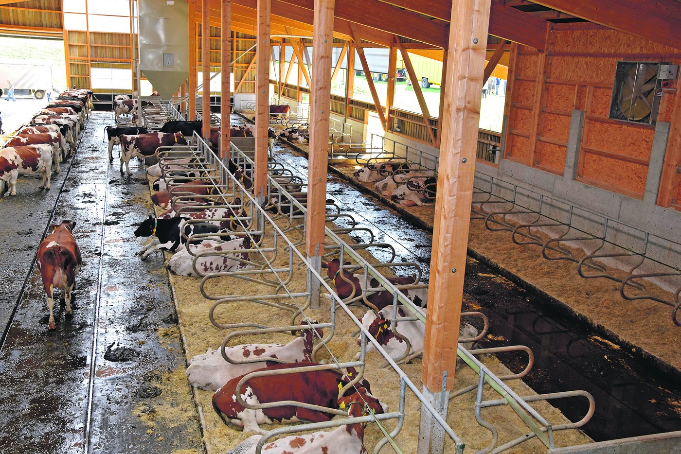 Die Kühe scheinen sich im neuen Stall wohl zu fühlen. 