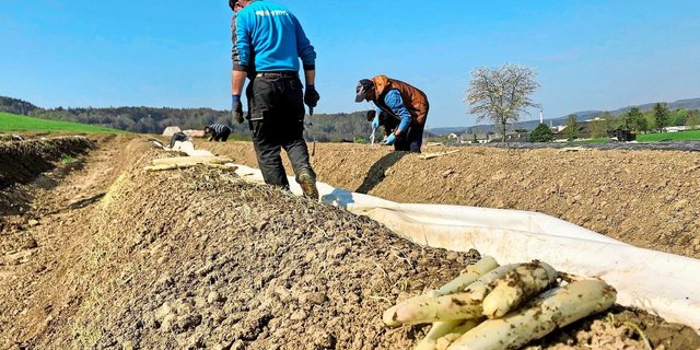 Ohne sie ginge es nicht: rumänische Saison-Mitarbeiter beim Spargelstechen auf einem Feld bei Rafz.