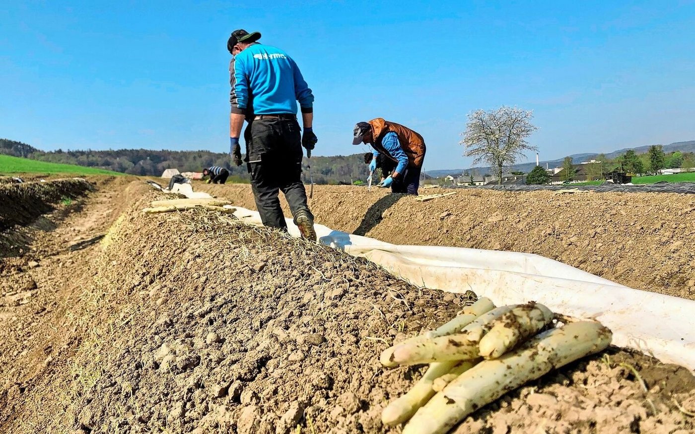 Ohne sie ginge es nicht: rumänische Saison-Mitarbeiter beim Spargelstechen auf einem Feld bei Rafz.
