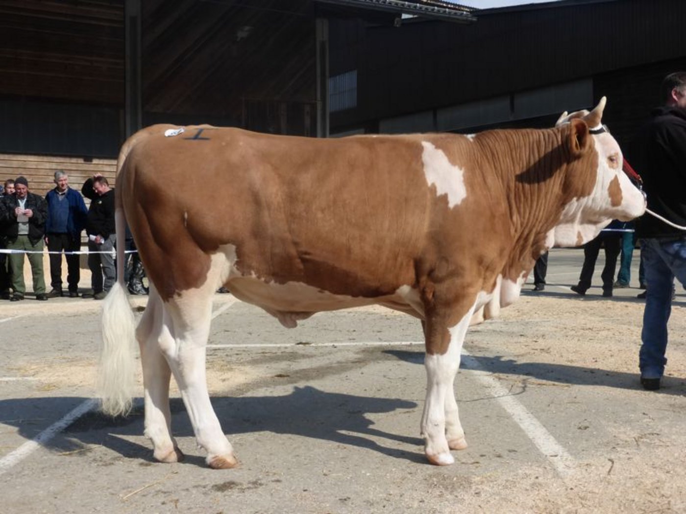 Bei den Simmentalerstieren ging der Mistertitel an Aron von Alfred Locher, Schüpbach.