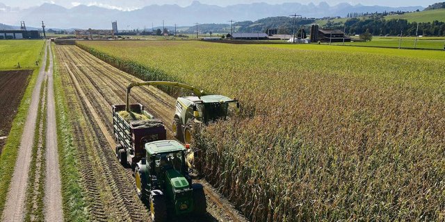 Der Wetterbericht verspricht für die kommenden Tage trockene, warme Witterung. Die Erntebedingungen für den Silomais sind also geradezu ideal.