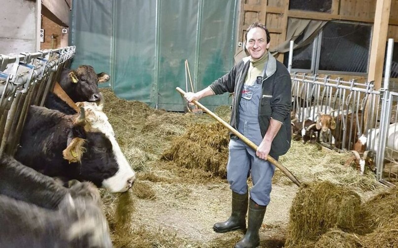 Der Urner Präsident Wendel Loretz im Stall beim Füttern des Rindviehs.