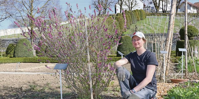Lea Walzer, Leiterin des Nutz- und Lustgartens vom Schloss Wildegg, arbeitet mit historischer Kulisse im Rücken.(Bild Ruth Aerni)