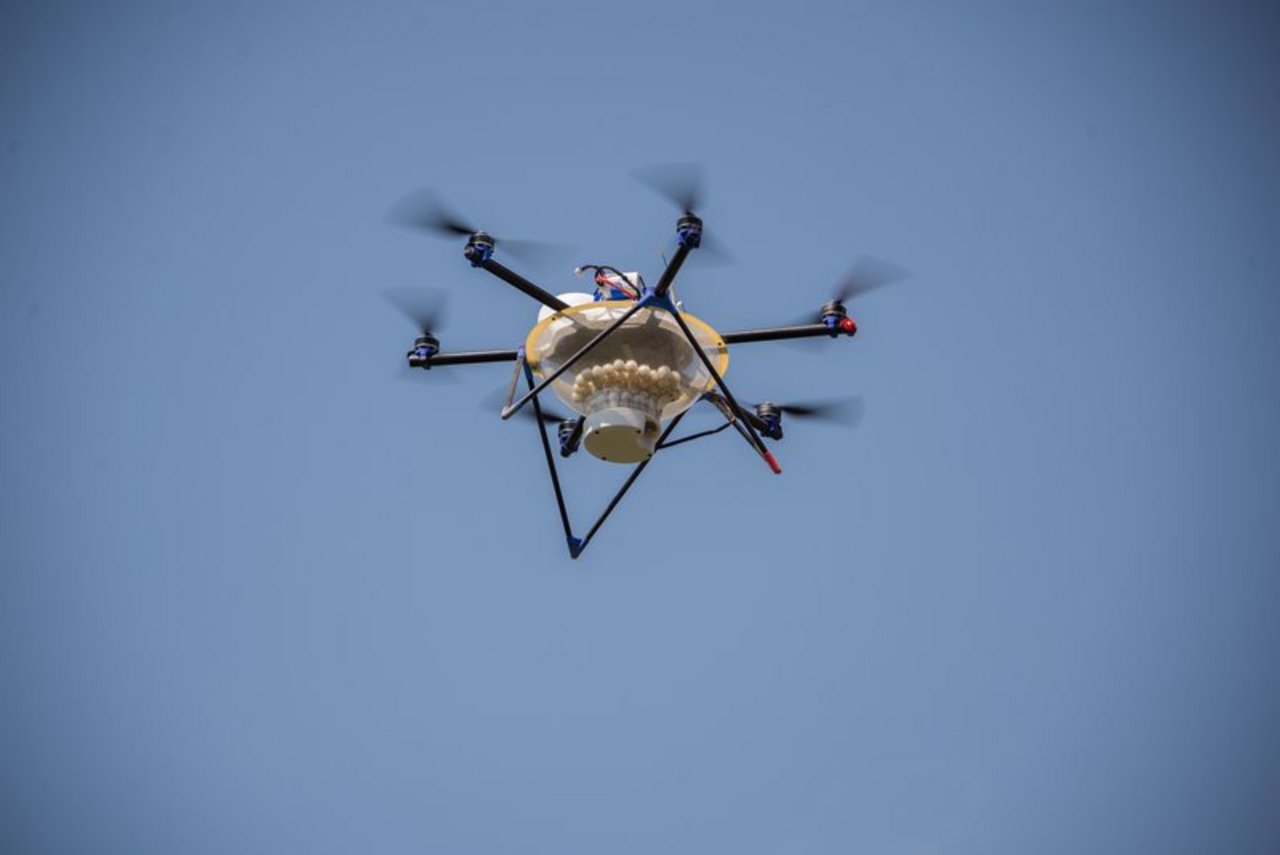 Eine Drohne bringt Schlupfwespen gegen den Maiszünsler aus. (Bild Bauz)