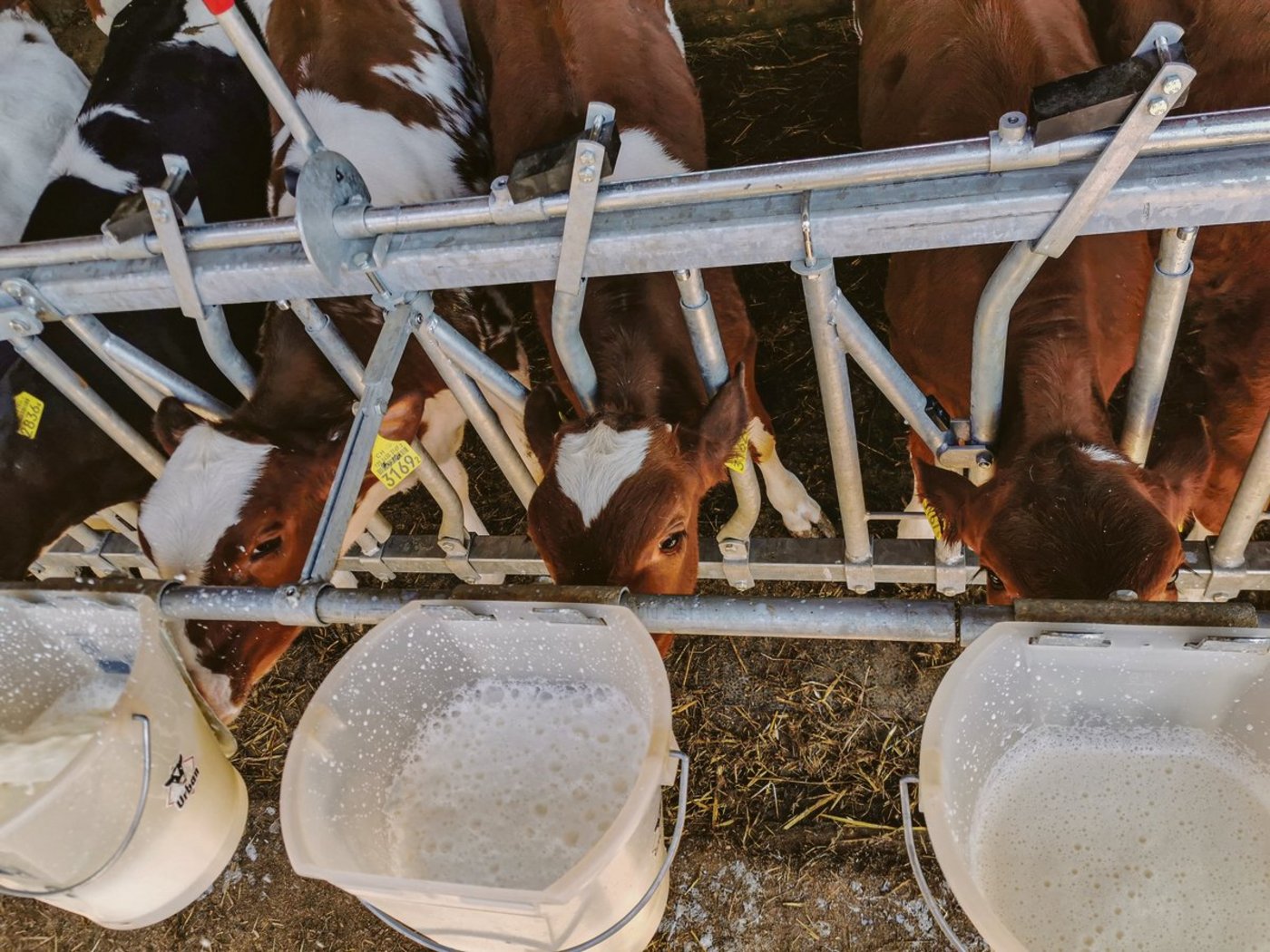 Kälber sind in ihren ersten Lebenswochen besonders anfällig auf Krankheitserreger und Stress. Mit gezieltem Management kann man aber deren Gesunderhaltung fördern. (Bild sb)