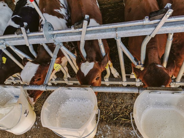 Fleisch von gesunden Kälbern – diese Labels gibt es Kälber sind in ihren ersten Lebenswochen besonders anfällig auf Krankheitserreger und Stress. Mit gezieltem Management kann man aber deren Gesunderhaltung fördern. (Bild sb)
