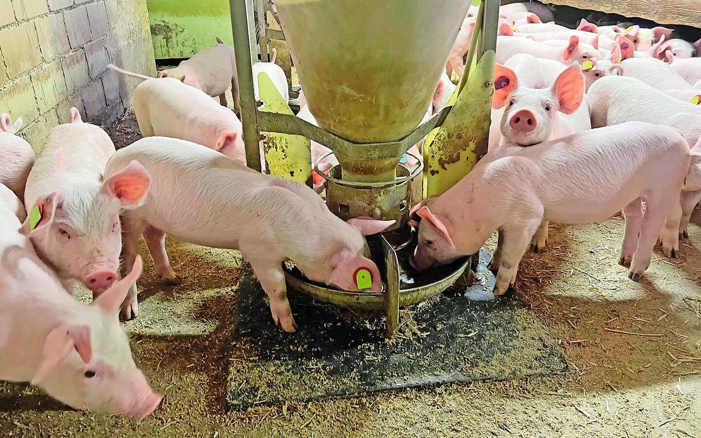 Der Verdienst der Mastferkelproduzenten: gesunde Jager im Aufzuchtstall.