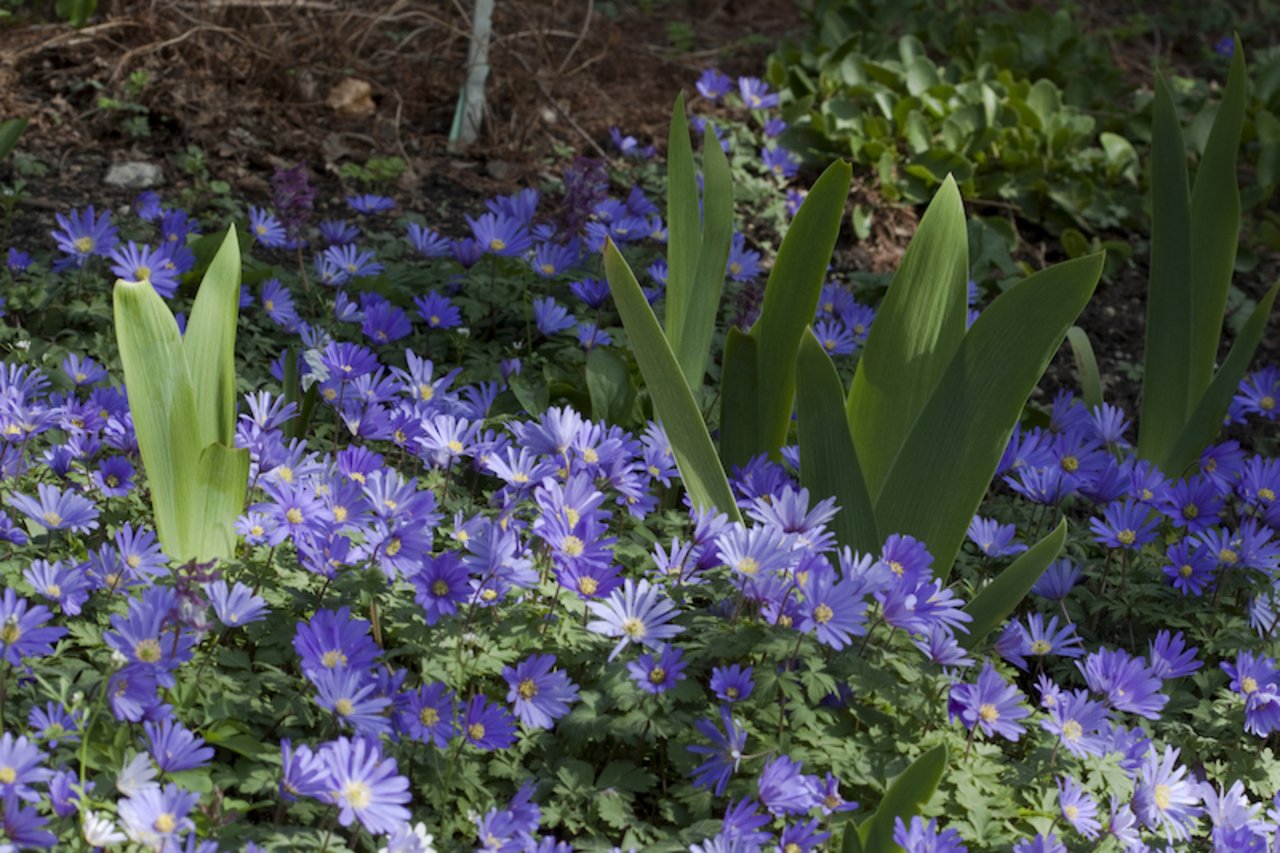 • Blütenteppiche in Blau lassen sich mit Blausternchen oder Strahlenanemone (siehe Bild) oder auch mit Traubenhyazinthen erzielen. (Bild GMH/Christiane Bach)