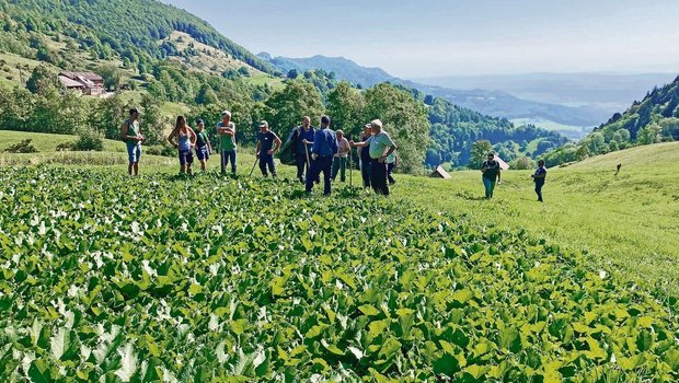 Hier gibt es noch etwas zu tun. Exkursionsteilnehmer(innen) vor einem Alpenblackennest.