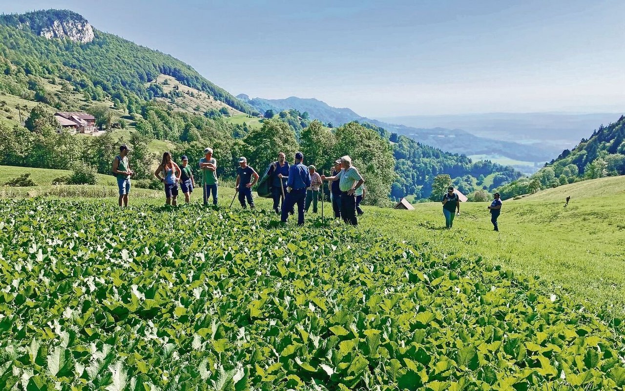 Hier gibt es noch etwas zu tun. Exkursionsteilnehmer(innen) vor einem Alpenblackennest.