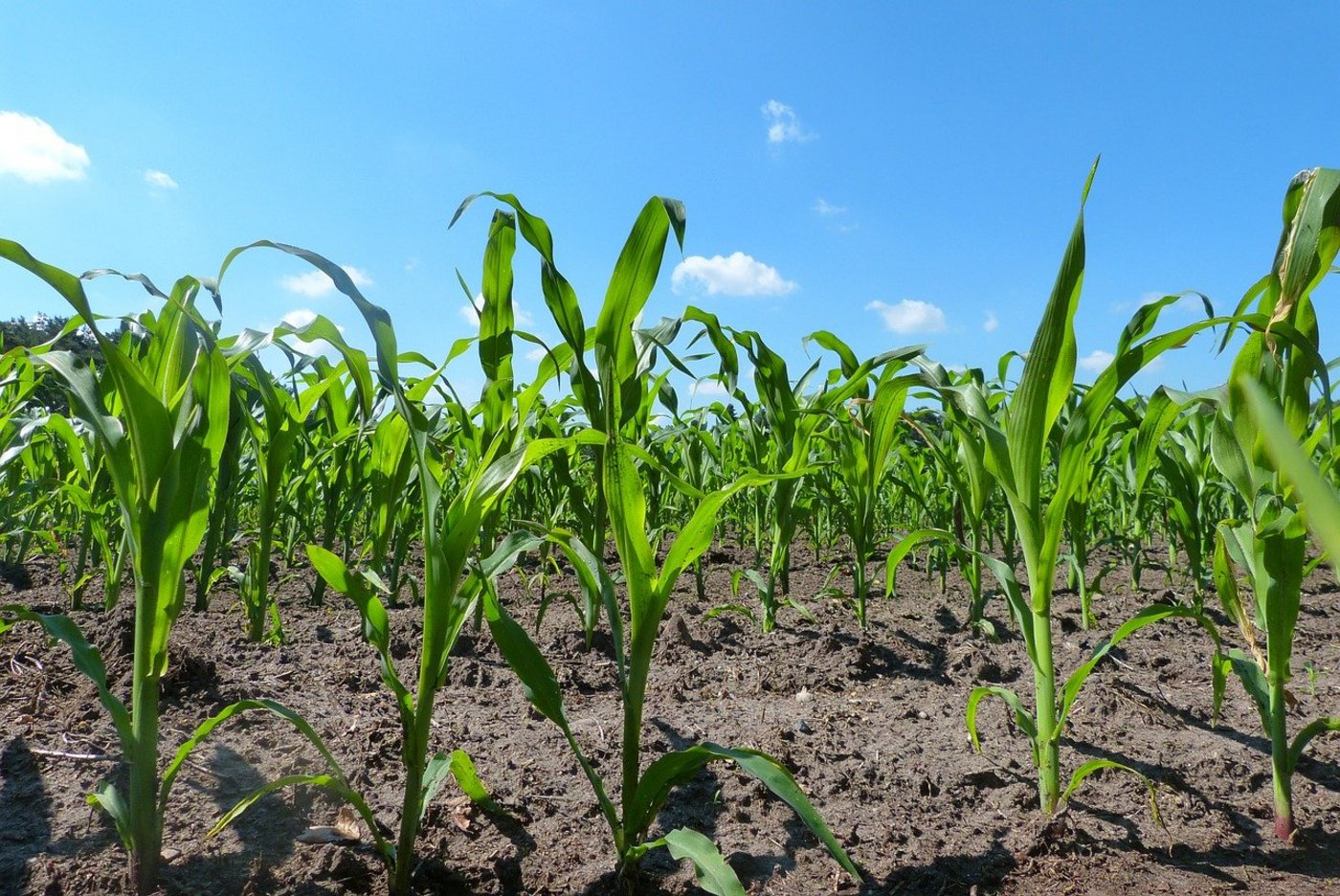 Die Langzeitversuche von Agroscope wurden mit Mais und Winterweizen durchgeführt. (Bild Pixabay)