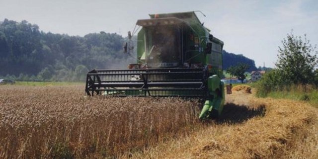 So früh war die inländische Futtergetreide-Ernte noch nie ausverkauft. (BIld: LID)