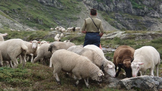 Alppersonal: Ein wesentlicher Kostenfaktor in der Schafsömmerung. (Bild Büro Alpe)