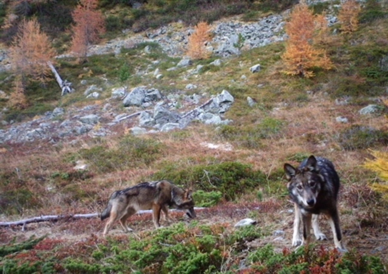 Das Oberwalliser Wolfsrudel. (Gruppe Wolf Schweiz)