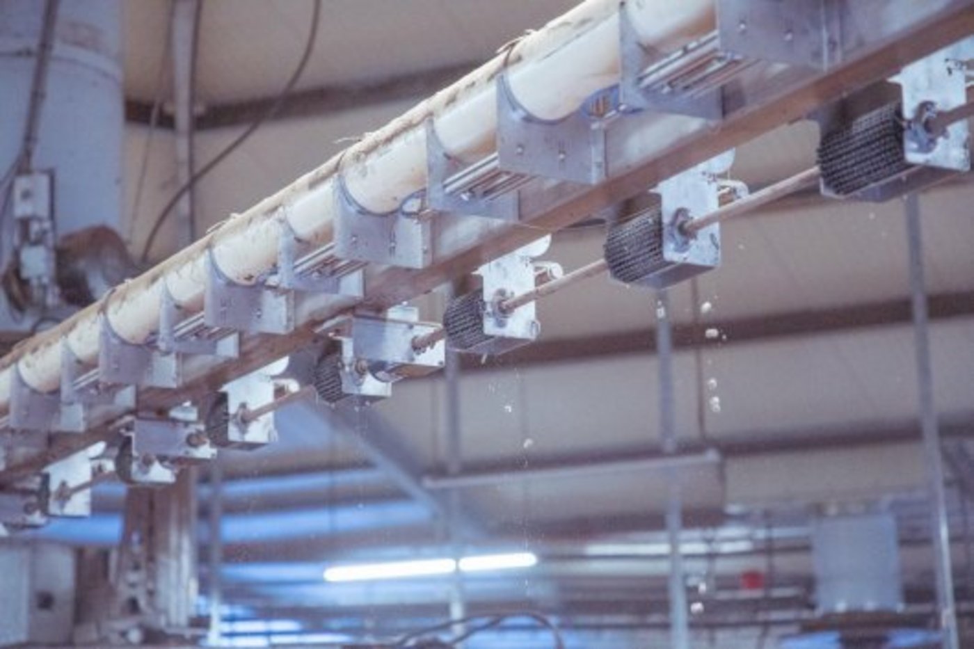 Durch den Kraftfutter-Spender, der an der Stalldecke befestigt ist, fallen die Pellets von der Decke herab. (Bild Hetfamilievarken)