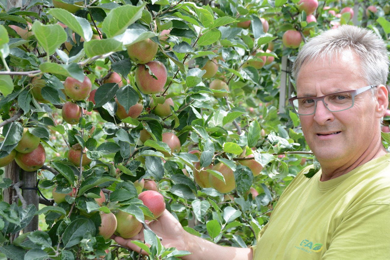 DIeses System bewährt sich. Die Obstbäume sind grün und mit genug grossen Äpfeln versehen.