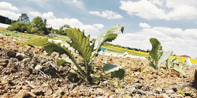 Die Artischocke wird von Februar bis März ausgesät. Der Zeitpunkt für die Ernte muss genau stimmen …