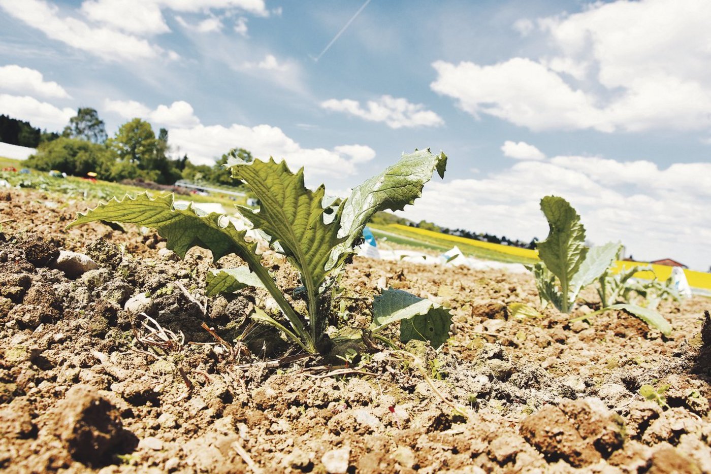 Die Artischocke wird von Februar bis März ausgesät. Der Zeitpunkt für die Ernte muss genau stimmen …