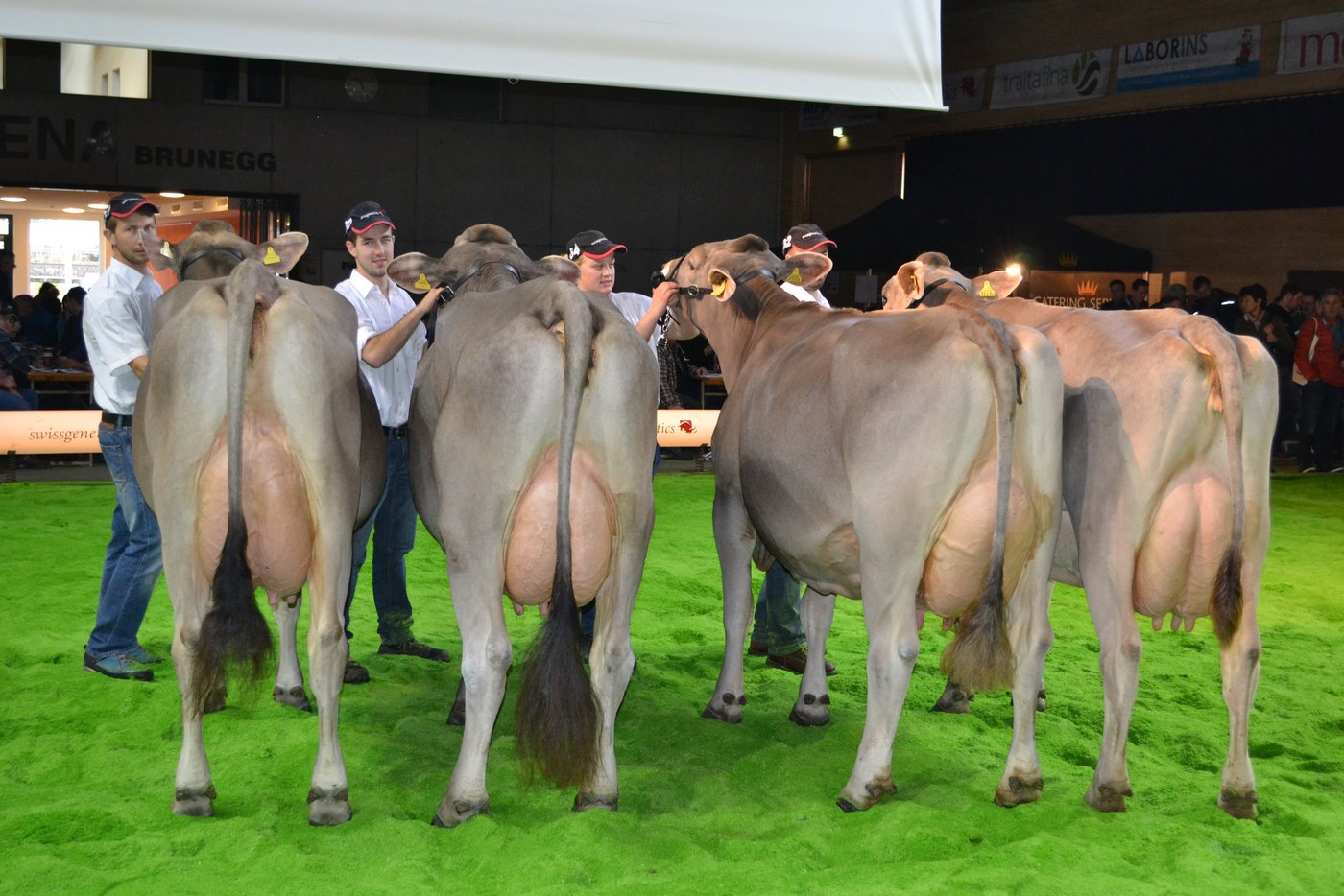 Sehr grosse Kühe mit viel Kapazität zeigte der Stier Glorino.