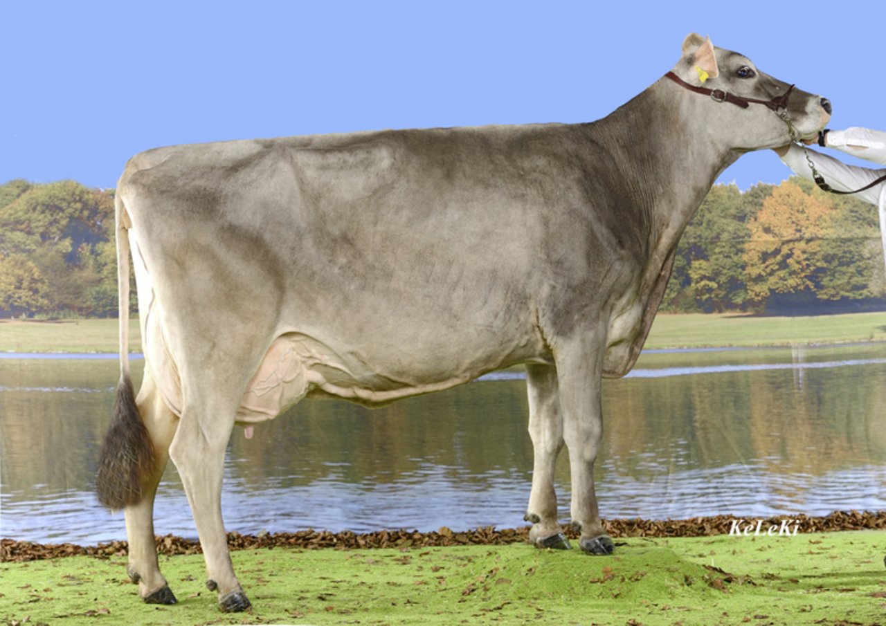Fäh’s Bajazzo Verona von Thomas Fäh, St. Gallen, figuriert mit 9766 kg Milch, 4.28 % Fett, 3.84 % Eiweiss, 56 Zellzahl, 92 % Persistenz und 83 Tagen Serviceperiode ebenfalls auf der Liste. (Bild KeLeKi)