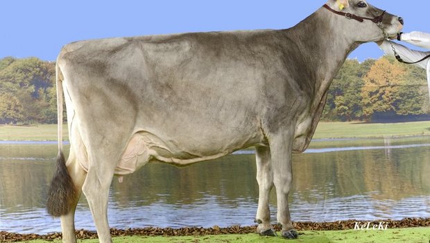 Fäh’s Bajazzo Verona von Thomas Fäh, St. Gallen, figuriert mit 9766 kg Milch, 4.28 % Fett, 3.84 % Eiweiss, 56 Zellzahl, 92 % Persistenz und 83 Tagen Serviceperiode ebenfalls auf der Liste. (Bild KeLeKi)