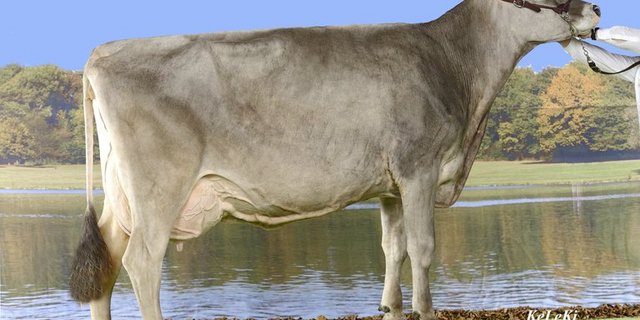 Fäh’s Bajazzo Verona von Thomas Fäh, St. Gallen, figuriert mit 9766 kg Milch, 4.28 % Fett, 3.84 % Eiweiss, 56 Zellzahl, 92 % Persistenz und 83 Tagen Serviceperiode ebenfalls auf der Liste. (Bild KeLeKi)