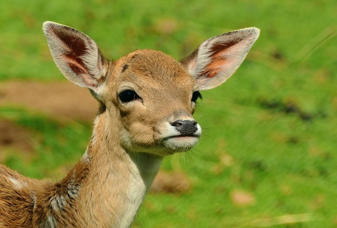 Die Rehgeiss, lässt ihre Jungen oft im hohen Gras, damit sie nicht vom Fuchs gefunden werden. (Bild pixabay)