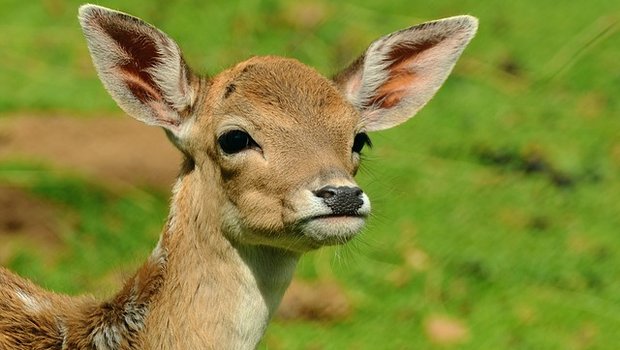 Die Rehgeiss, lässt ihre Jungen oft im hohen Gras, damit sie nicht vom Fuchs gefunden werden. (Bild pixabay)