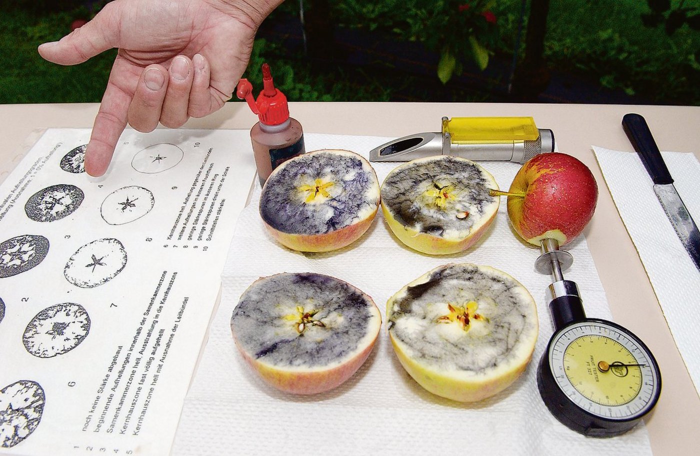 Idealerweise wird zum Bestimmen des Pflückzeitpunktes der Reife-Index bestimmt. (Bild zVg)