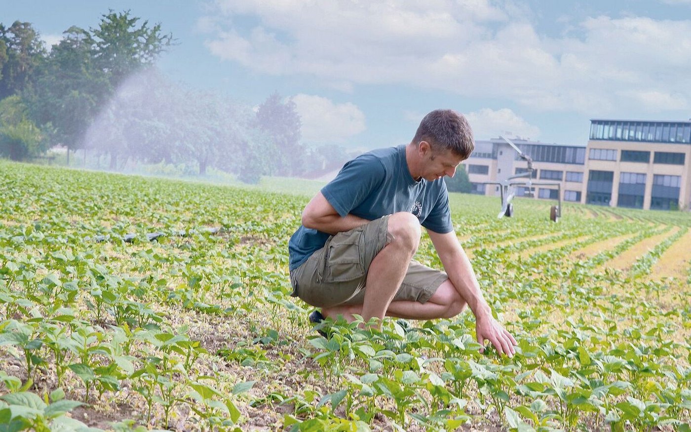 Würde Urs Bryner seine Bohnen derzeit nicht bewässern, gäbe es kaum Ertrag. Er zapft ab Hydrant, Bewilligungen für die Wasserentnahme aus Bächen wurden sistiert. 