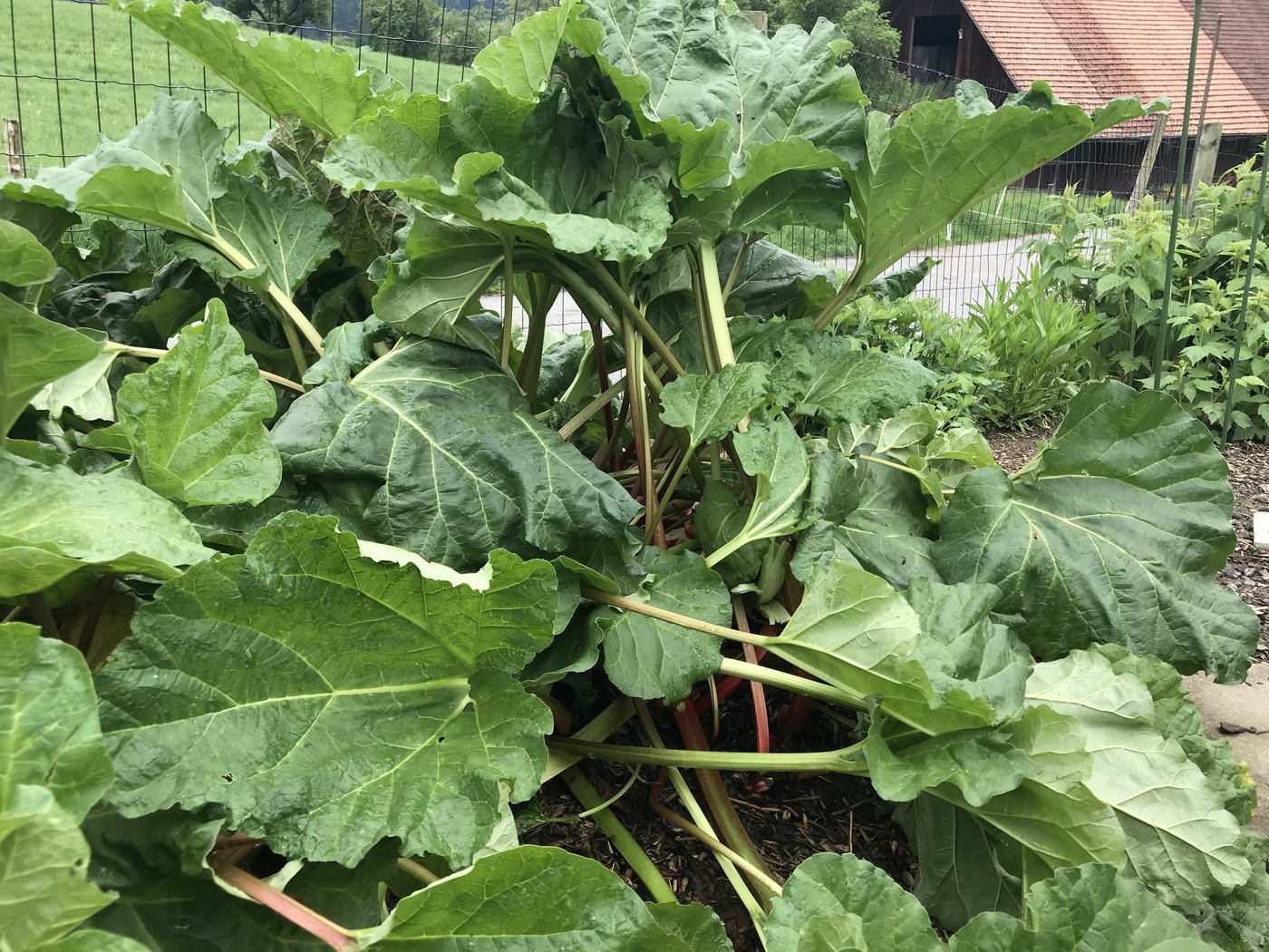 Der Gemeine Rhabarber ist fast in allen Zentralschweizer Gärten zu finden. Die Ernte erfolgt ungefähr von Mai bis Ende Juni. Danach soll das Gemüse nicht mehr gepflückt werden.