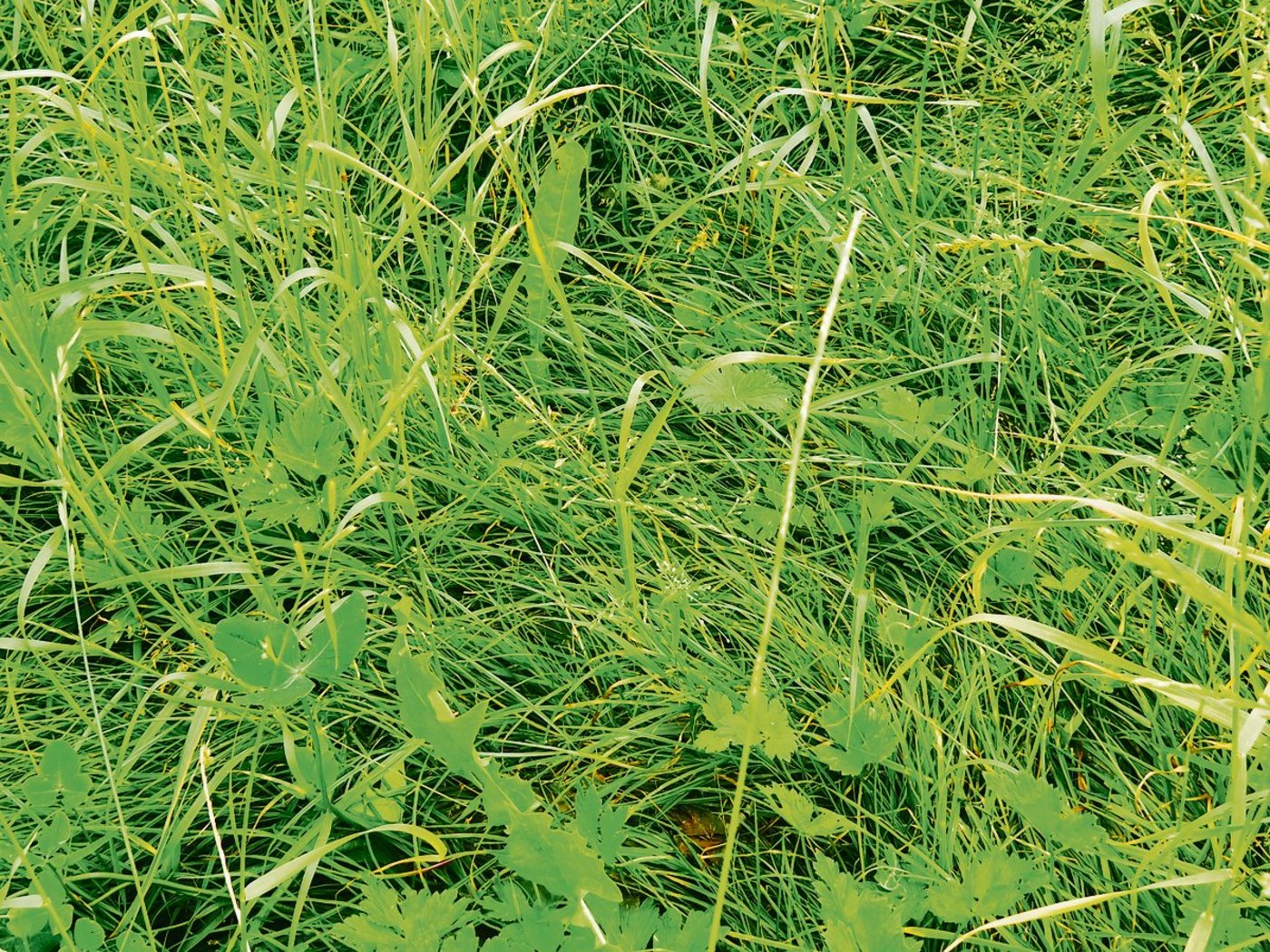 Bei fehlendem Nachwuchs verfilzen Italienisch-Raigras-Wiesen.(Bild Willi Gut)