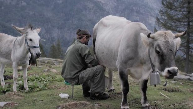 Melken von Hand: Fabioano Rauber arbeitet auf seiner Alp noch sehr urtümlich. (Screenprint firsthandfilms)