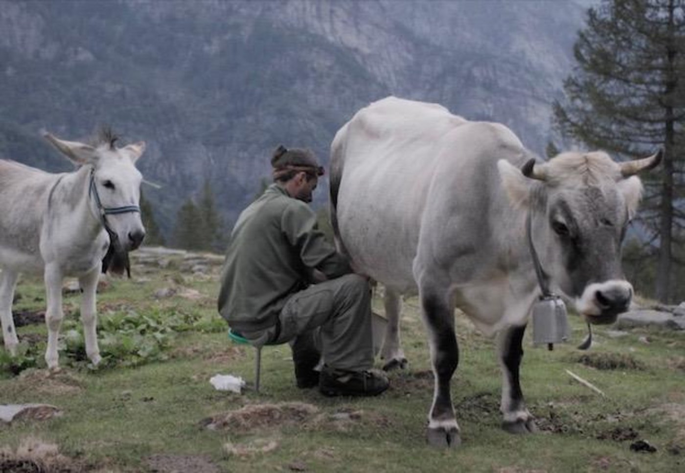 Melken von Hand: Fabioano Rauber arbeitet auf seiner Alp noch sehr urtümlich. (Screenprint firsthandfilms)