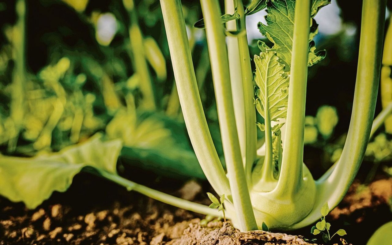 Viel Gemüse aus dem eigenen Garten zu ernten, ist für viele eine Wunschvorstellung. Ein Anbauplan hilft, Aufwand und Ertrag gegeneinander aufzuwiegen. 