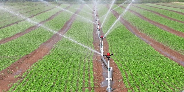 Beim Reihenregner ist der Aufwand beim Auf- und Abbau gross, das erhöht die Arbeitskosten. Dafür kann er bei Bedarf mit kleinen Einzelgaben bewässern.