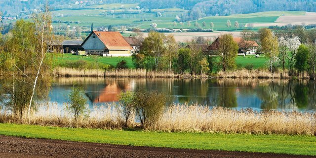 Pufferstreifen an einem See: Der Massnahmenplan Sauberes Wasser will das Schweizer Wasser, wie es der Name sagt, besser schützen. (Bild Agroscope)