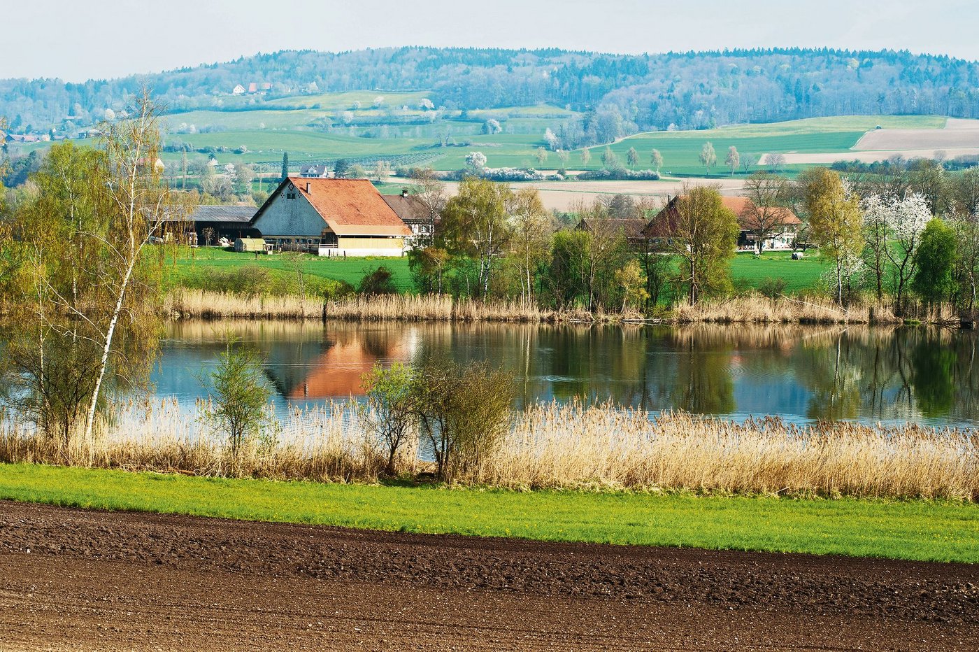 Pufferstreifen an einem See: Der Massnahmenplan Sauberes Wasser will das Schweizer Wasser, wie es der Name sagt, besser schützen. (Bild Agroscope)