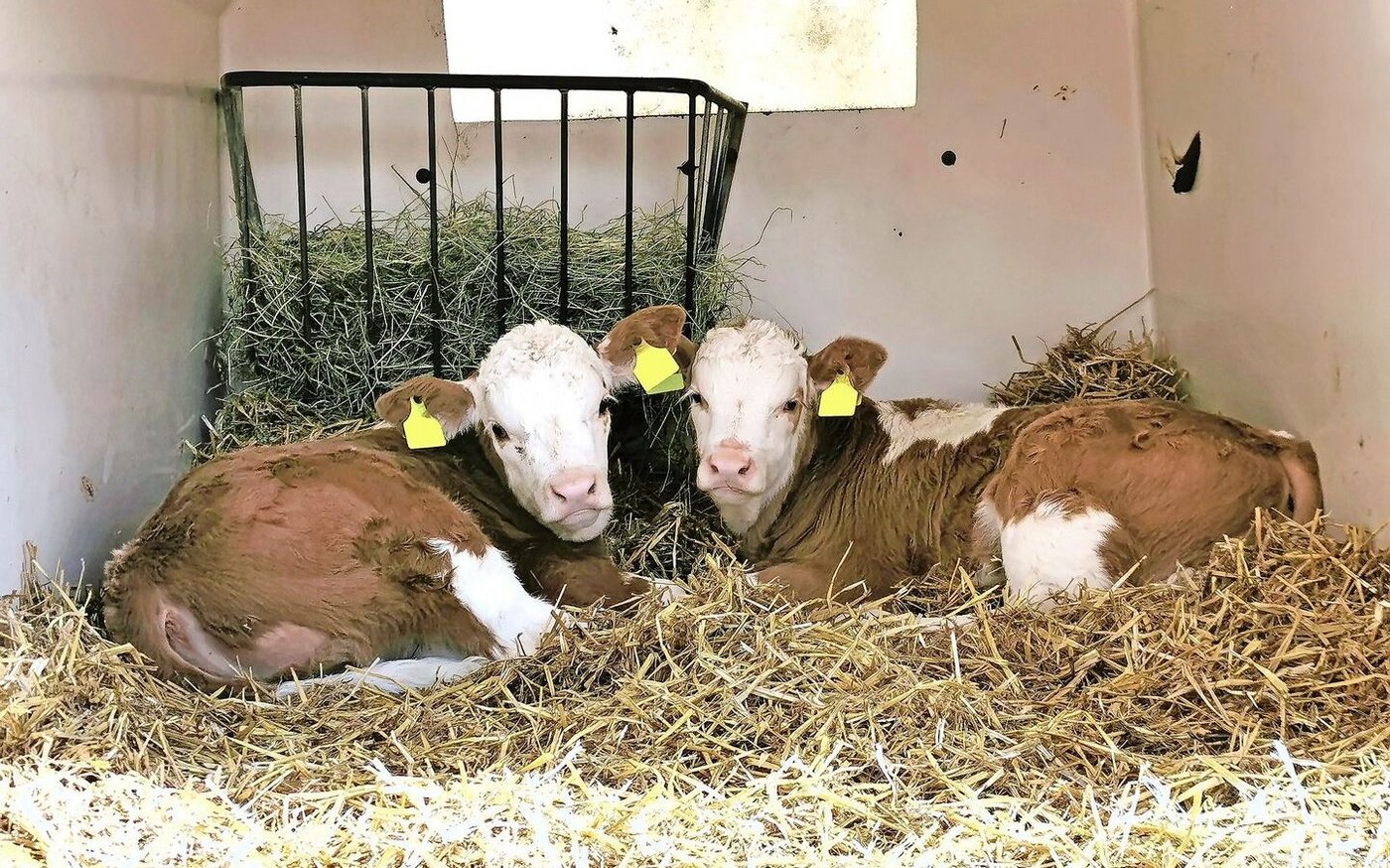 Jegliche Massnahmen zur Verminderung von Hitzestress lohnen sich in jedem Fall, vom Kalb bis zur Kuh, schreibt unser Fachmann.