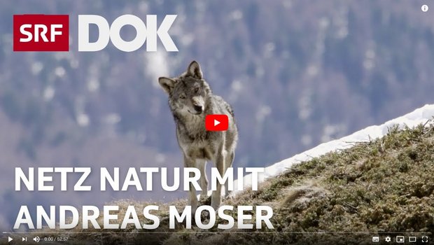 Sorgt für Ärger: Die SRF-Dok-Sendung zum Thema Wolf. (Screenshot) 