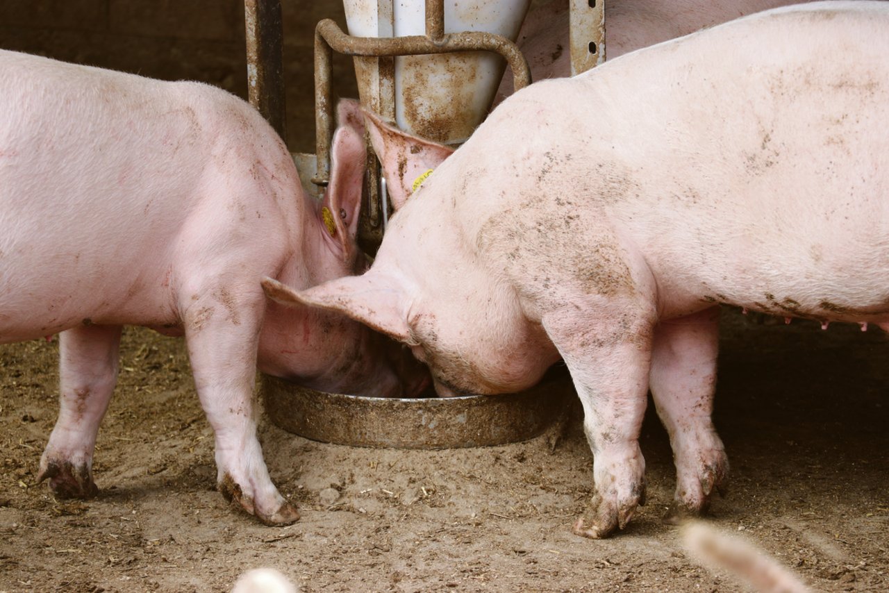 Nach harten Jahren hat sich der Schweinemarkt seit 2019 wieder entspannt.(Bild BauZ)