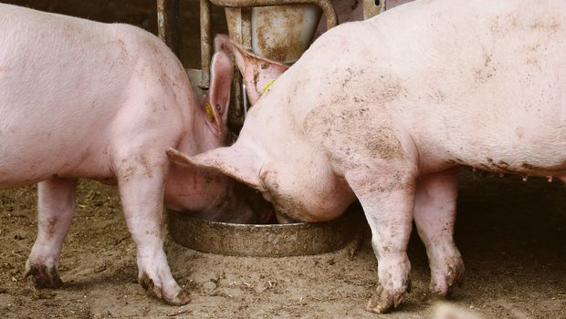 Nach harten Jahren hat sich der Schweinemarkt seit 2019 wieder entspannt.(Bild BauZ)