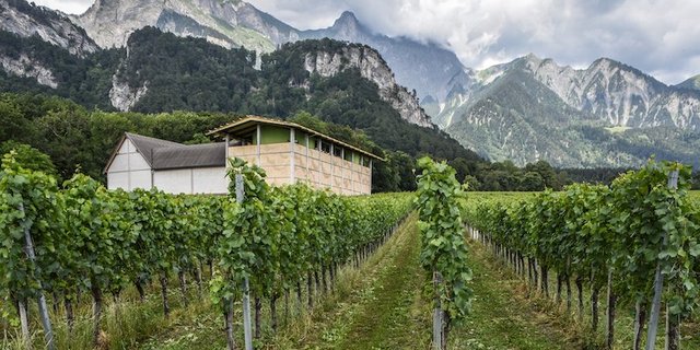 Rebbau präget die Bündner Herrschaft. (Bild Schweizer Heimatschutz, Pierre Marmy)
