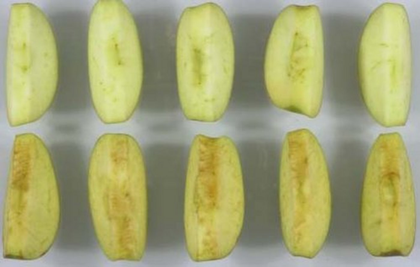 Oben ein GVO-Granny-Apfel, der nicht braun wird. Unten ein herkömmlicher Granny-Apfel. (Bild Okanagan Speciality Fruits)